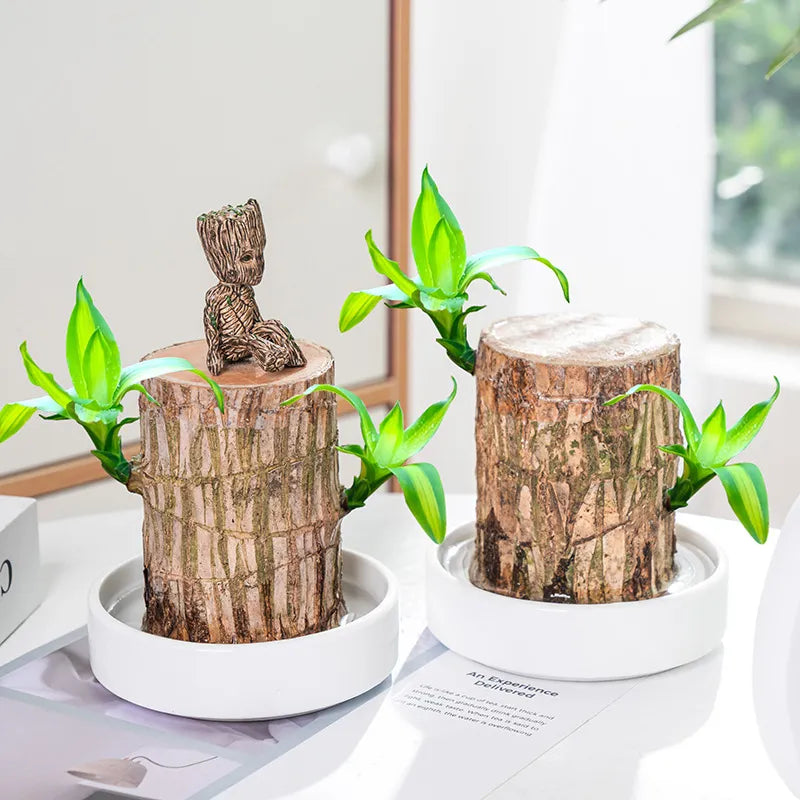 Brazil Wood Potted Plant