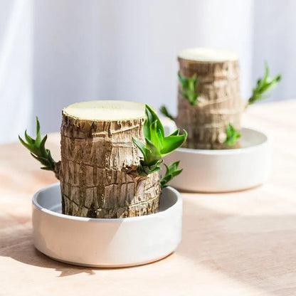 Brazil Wood Potted Plant
