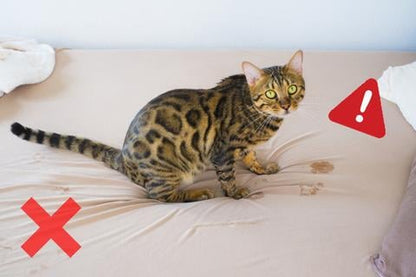 Pet Potty Training Aid Spray 🐶🐱 - Newly Launched in India 🔥 ( BUY 1 GET 2 FREE )