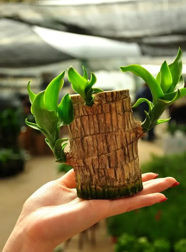 Brazil Wood Potted Plant