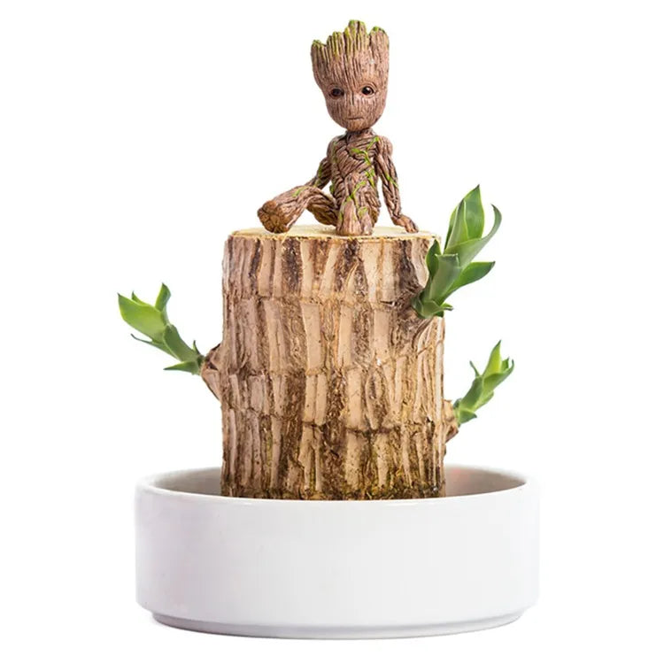 Brazil Wood Potted Plant