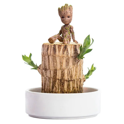 Brazil Wood Potted Plant