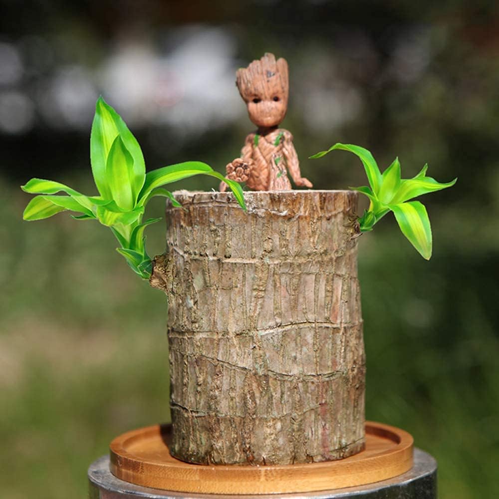 Brazil Wood Potted Plant