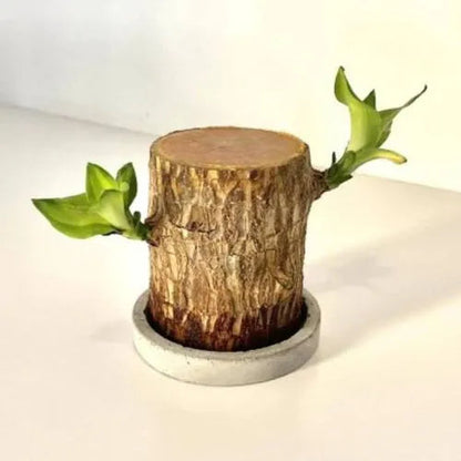 Brazil Wood Potted Plant