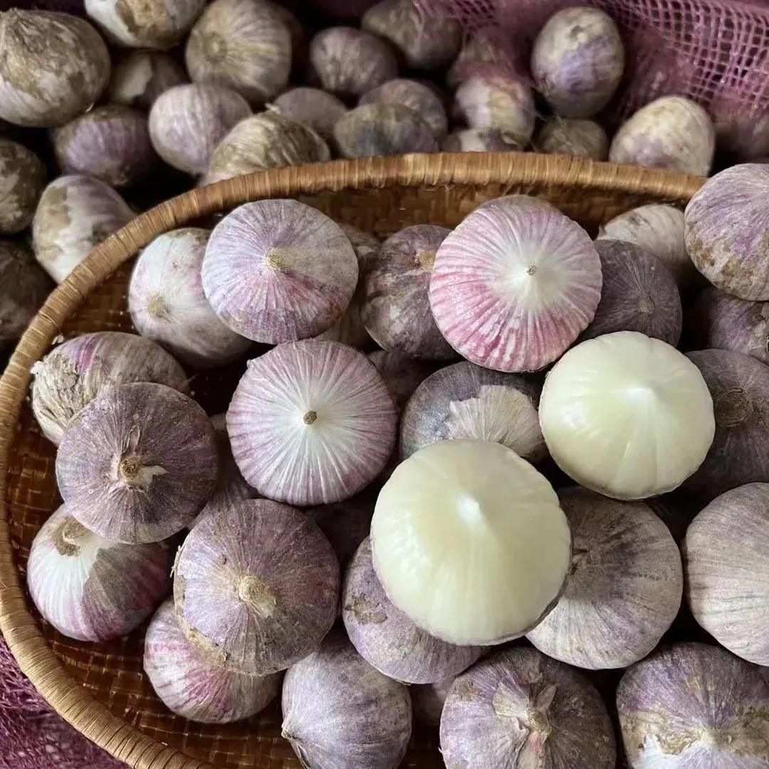 Single Clove Garlic Seeds + Plant Growth Serum Free