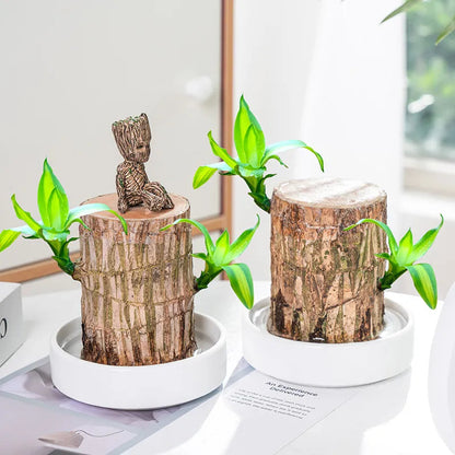 Brazil Wood Potted Plant