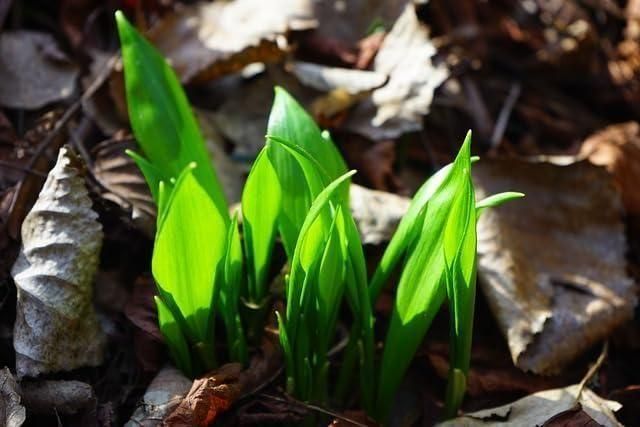 Single Clove Garlic Seeds + Plant Growth Serum Free