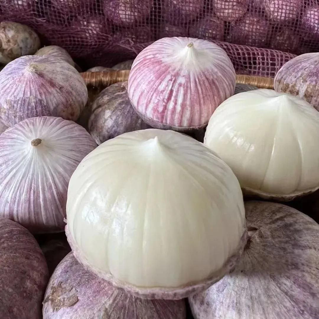 Single Clove Garlic Seeds + Plant Growth Serum Free