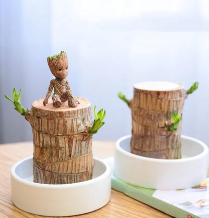 Brazil Wood Potted Plant
