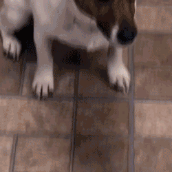 Pet Potty Training Aid Spray 🐶🐱 - Newly Launched in India 🔥 ( BUY 1 GET 2 FREE )